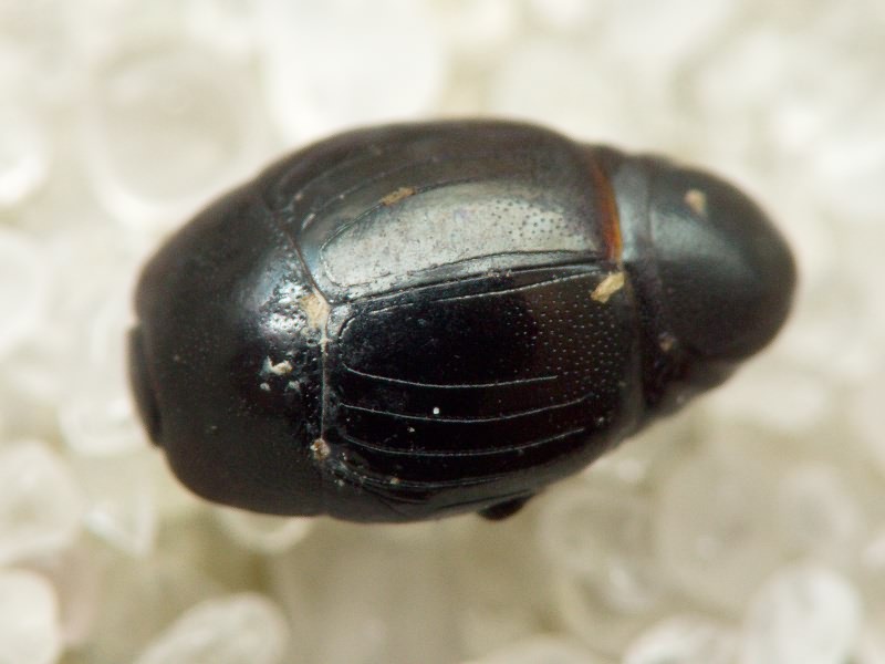 Histeridae Gyllenhal, 1808